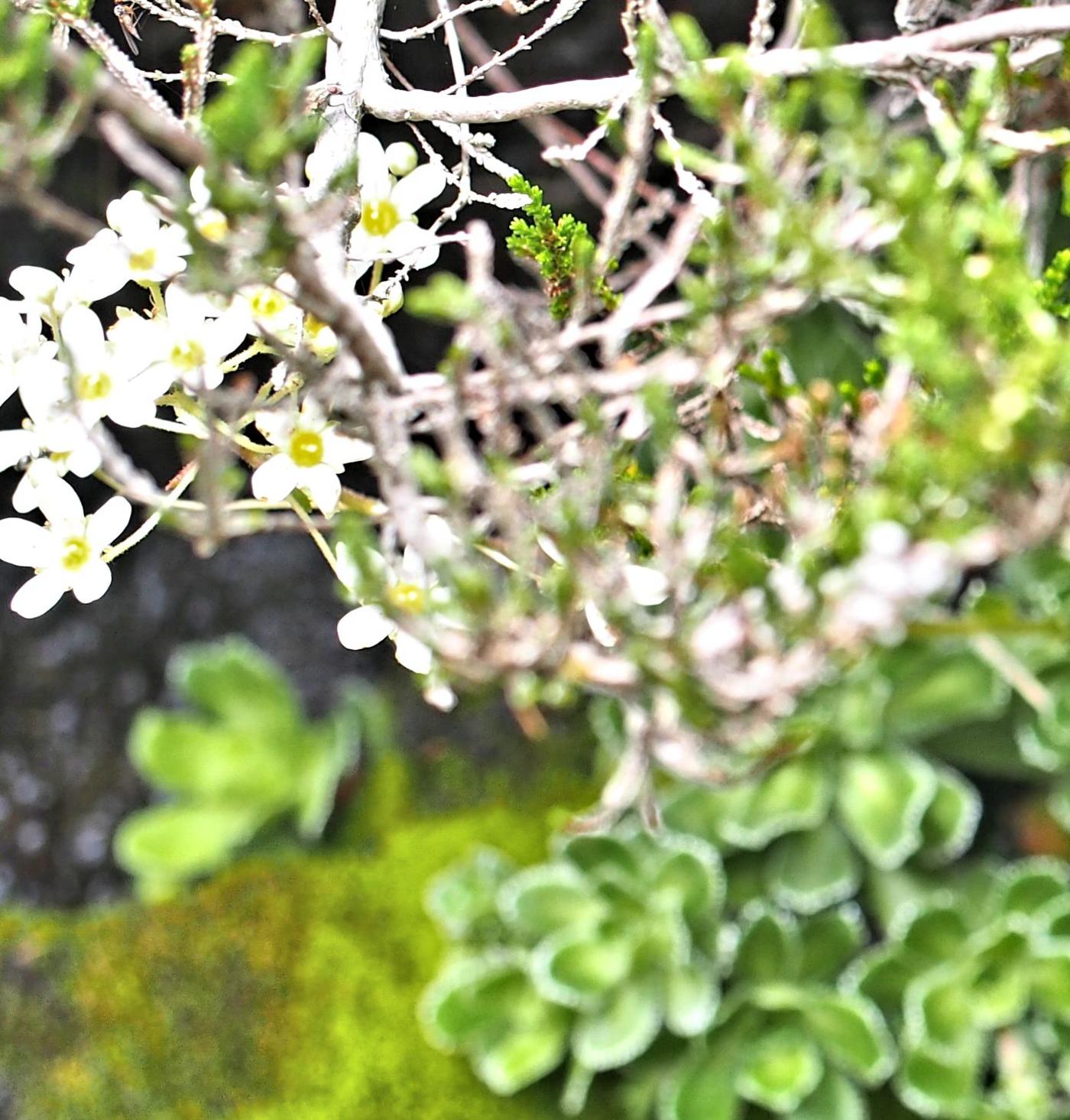 Saxifrage, Livelong fruit